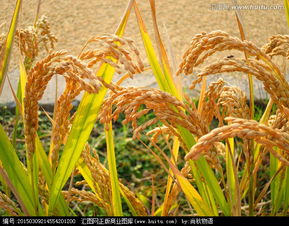 成熟稻谷 水稻,农作物,植物花草,摄影,汇图网