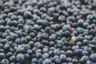 浆果,蓝莓,食品,水果